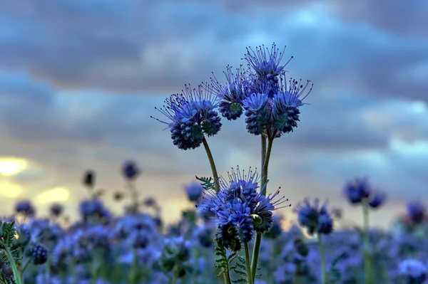 Phacelia - blue field, providing honey flowers — Stock Photo, Image