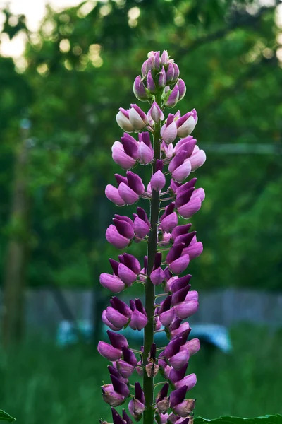 Lupin Common - decorative flower in garden — Stock Photo, Image