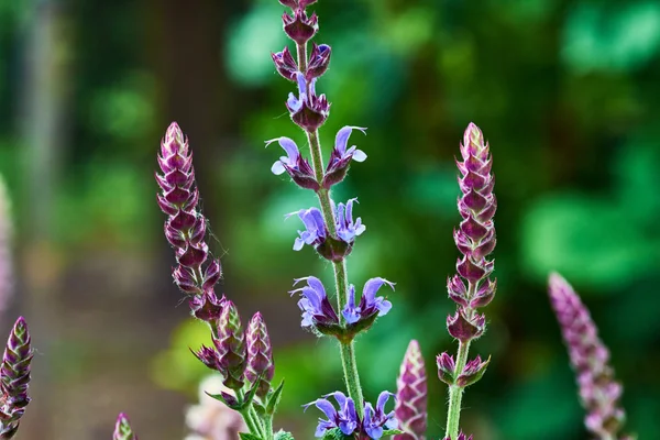 Sprig of sage flowers in the garden in summer — Stock Photo, Image