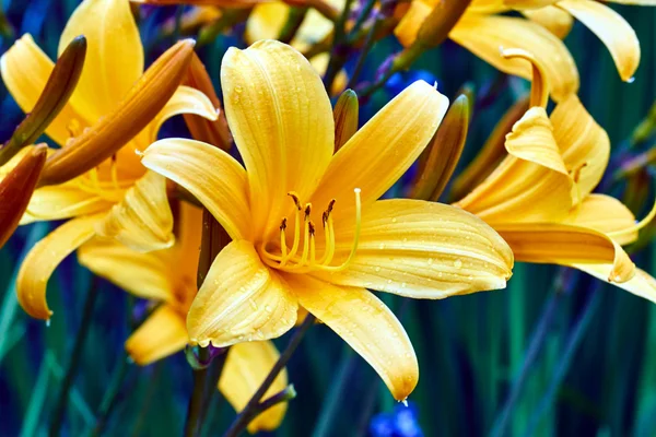 Giglio giallo fiore in giardino dopo la pioggia — Foto Stock