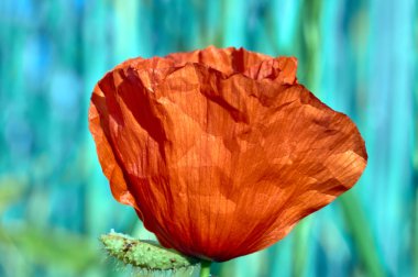 Kırmızı haşhaş bitkileri yaz aylarında büyüyen