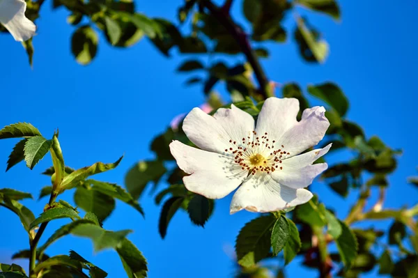 Takken van een bloeiende boom tegen de hemel — Stockfoto