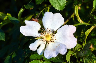 Baharda çiçek gül oluklu