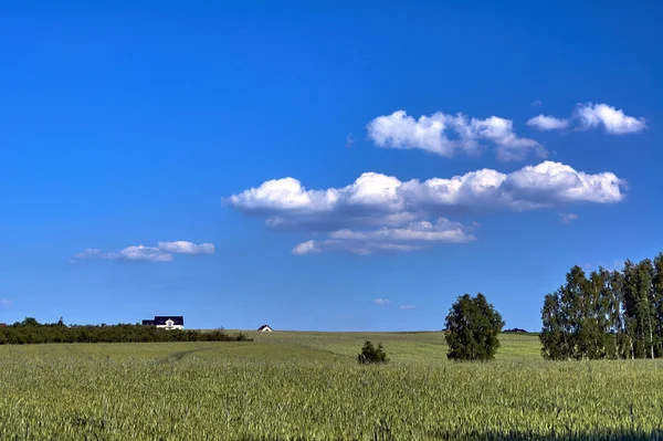 Country landscape with grain and trees in Poland — Stock Photo, Image