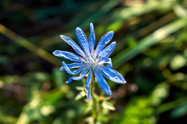 Violetti Campanula kukkia keväällä — kuvapankkivalokuva