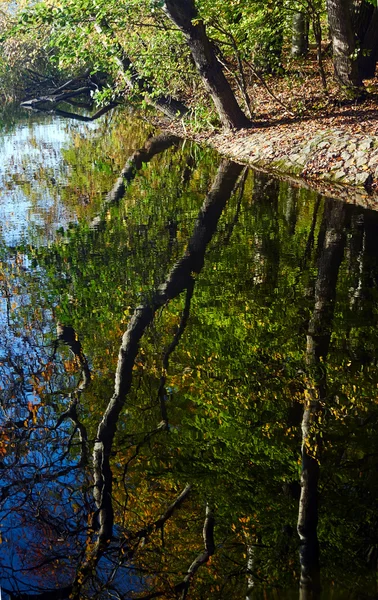 Отражение деревьев в озерной воде осенью — стоковое фото