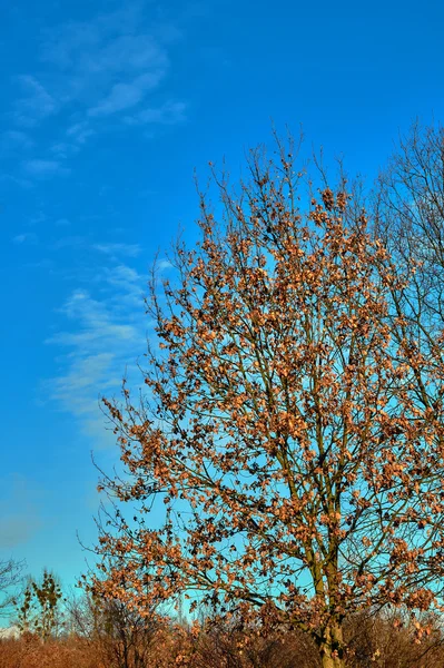 Getrocknete Blätter auf einem Baum vor blauem Himmel — Stockfoto