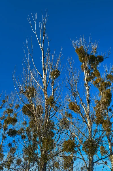 Mistletoe on birch in winter on sky background — Stock Photo, Image