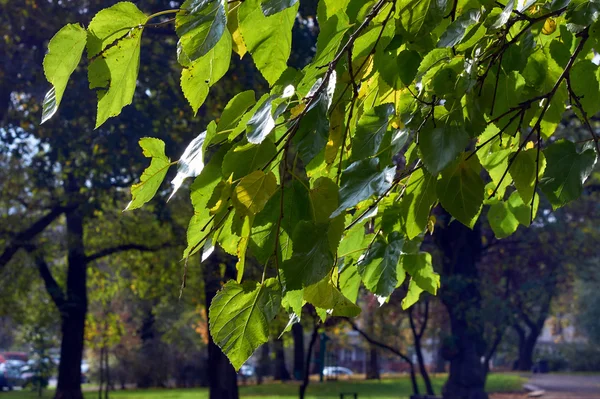 Foglie di autunno su un albero in un parco — Foto Stock