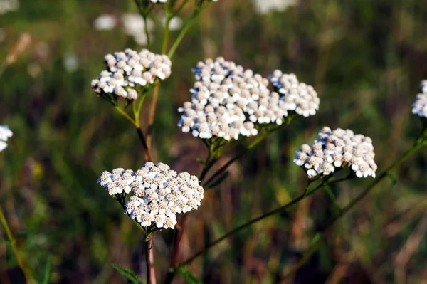 Białe kwiaty z dzikiej marchwi na łące — Zdjęcie stockowe