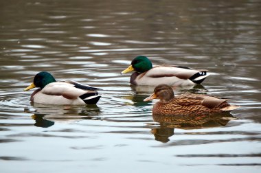 Yeşilbaş ördekler yüzen bir grup