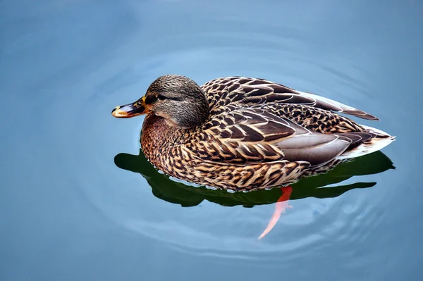 En kvinna gräsand flyter på dammen — Stockfoto