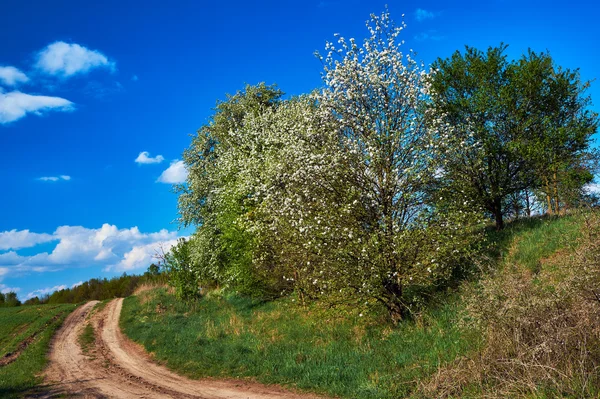 パス開花の春の森 — ストック写真