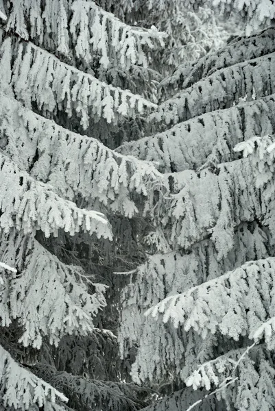云杉冬季 Beskidy 山中的雪覆盖分支 — 图库照片