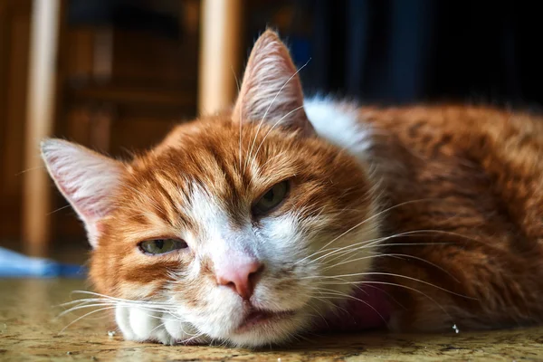 Ritratto di un gatto europeo triste, dai capelli bianchi e rossi — Foto Stock