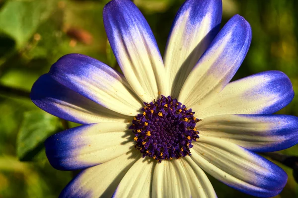 W lecie z bliska kwiaty gerbery — Zdjęcie stockowe