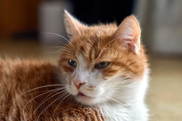 Ritratto di un gatto europeo dai capelli bianchi e rossi — Foto Stock