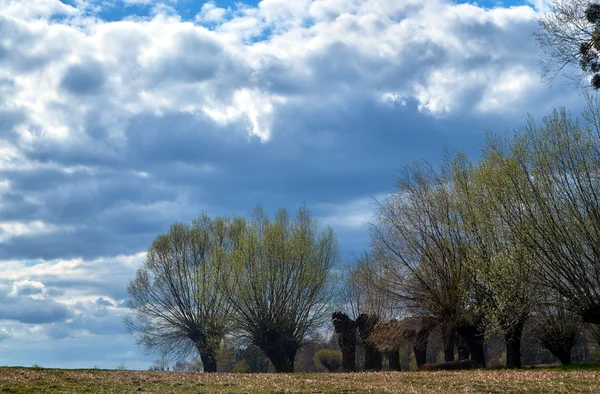 Salice in primavera contro un cielo nuvoloso — Foto Stock