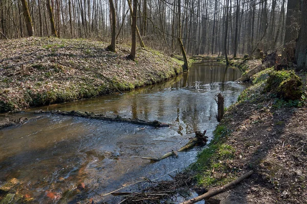 The river flows through the deciduous forest — Stock Photo, Image