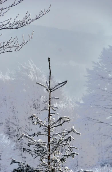 Ramas cubiertas de nieve de abeto invierno en las montañas Beskidy —  Fotos de Stock