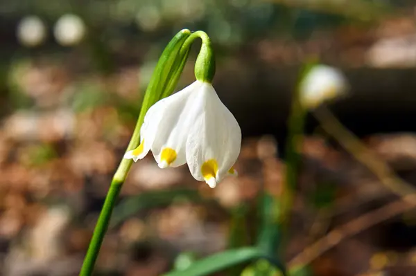 Biały kwiat wiosną Kurzawa w Polsce — Zdjęcie stockowe