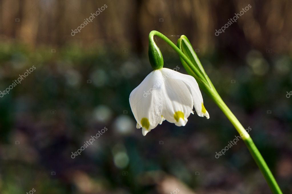 Fleur Blanche De Tempête De Neige De Printemps En Pologne