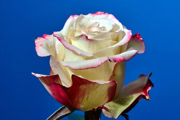 Hermosa flor de rosa blanca y roja sobre un fondo azul —  Fotos de Stock