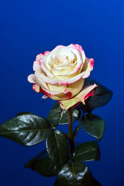 Hermosa flor de rosa blanca y roja sobre un fondo azul —  Fotos de Stock