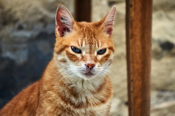 Портрет червоно Сивий кішки європейські — стокове фото