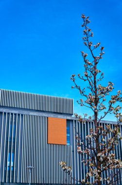 Modern bir bina cephe karşı ağaç üzerinde beyaz küçük çiçekler