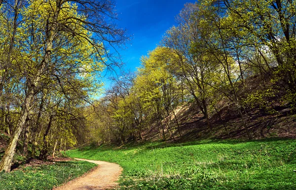 Kwitnący Las i drogę na wiosnę — Zdjęcie stockowe