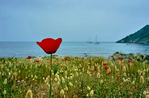 Coquelicot fleuri sur la côte de la Méditerranée — Photo