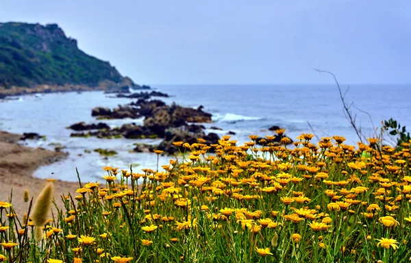 Bloeiende gele bloemen aan de kust — Stockfoto