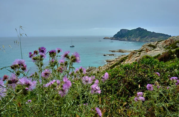 Bloeiende lente distel aan de kust van de Middellandse Zee in Frankrijk — Stockfoto