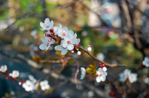 Mooie witte lentebloemen — Stockfoto