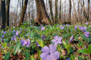 Ormanda bahar çiçekleri