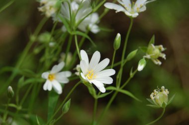 Güzel beyaz bahar çiçekleri 