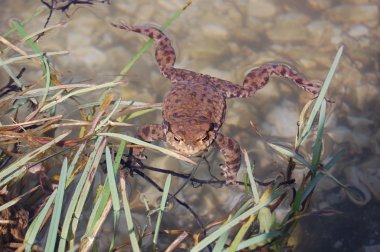 Su yüzeyinde yalan kurbağa 