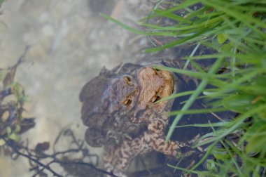 Su yüzeyinde yalan kurbağa 