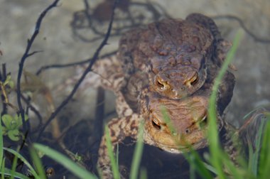 Su yüzeyinde yalan kurbağa 
