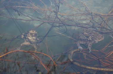 Su yüzeyinde yalan kurbağa 