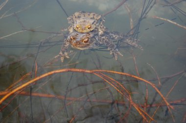 Su yüzeyinde yalan kurbağa 