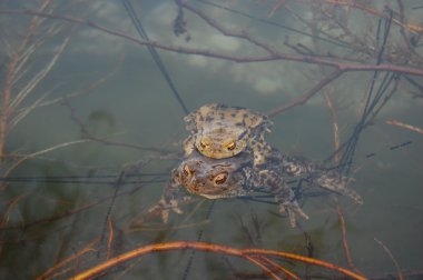 Su yüzeyinde yalan kurbağa 