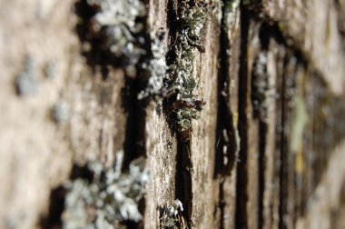 arka plan eski, yosunlu çatı kiremitleri