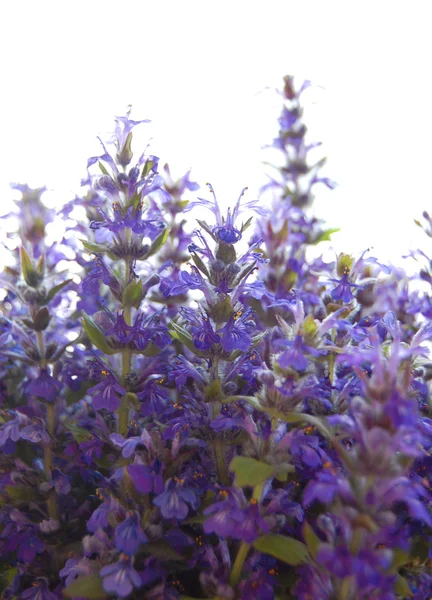 Massa blå salvia blommor — Stockfoto