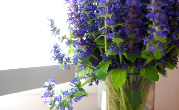 Stelletje blauwe salie bloemen — Stockfoto