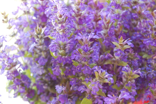 Virágcsokor kék zsálya — Stock Fotó