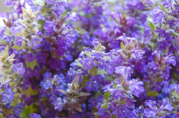 Massa blå salvia blommor — Stockfoto