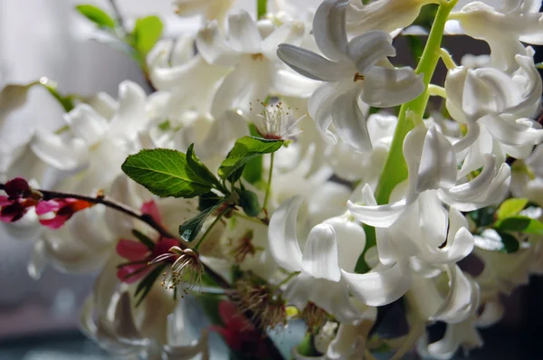 Achtergrond met verse witte hyacinten in vaas — Stockfoto