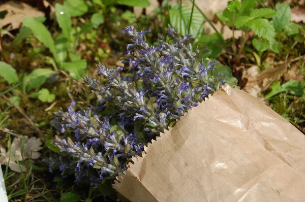 Букет синих цветков шалфея в бумажном пакете — стоковое фото